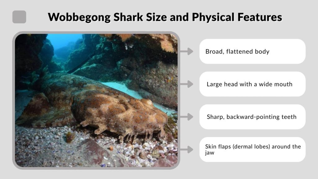 Wobbegong Shark Size and Physical Features