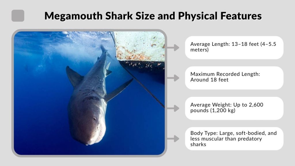 Megamouth Shark Size and Physical Features