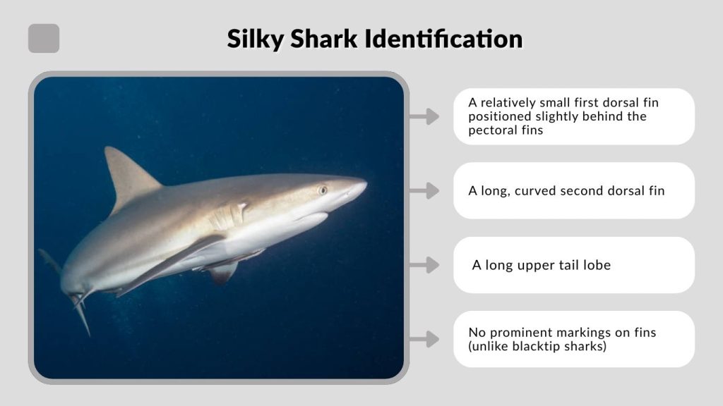 Silky Shark Identification