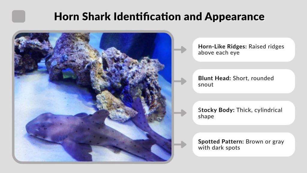 Horn Shark Identification and Appearance