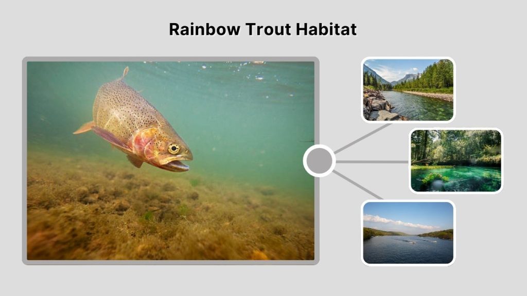 Rainbow Trout Habitat