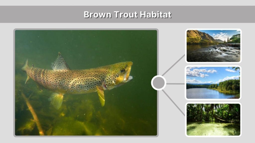 Brown Trout Habitat