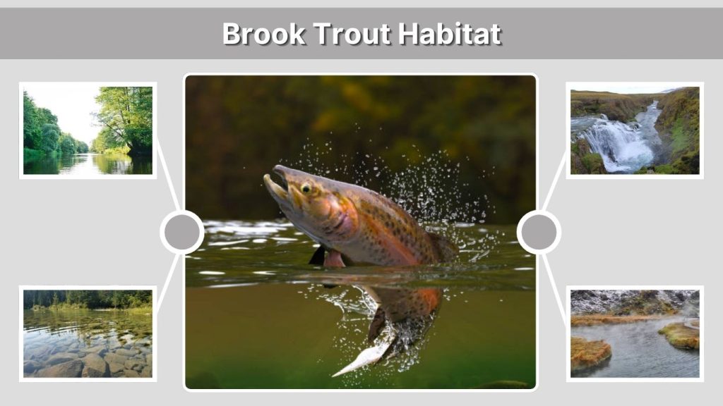 Brook Trout Habitat