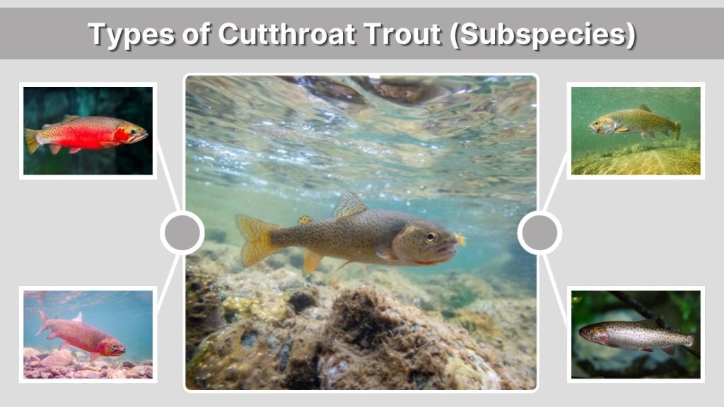 Types of Cutthroat Trout (Subspecies)