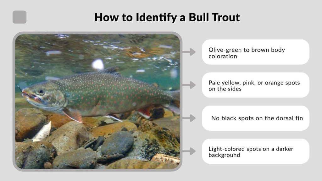 How to Identify a Bull Trout