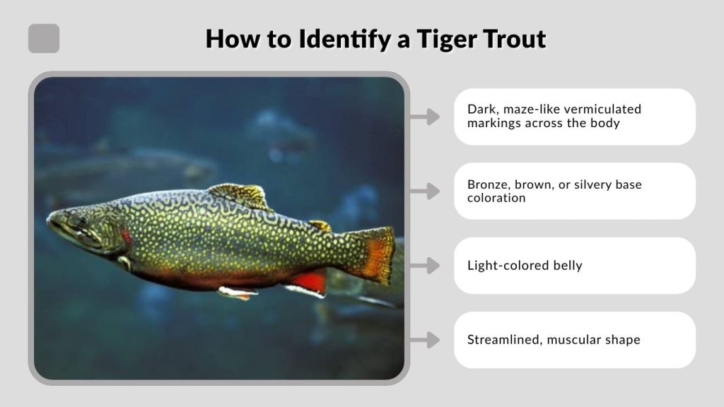 How to Identify a Tiger Trout