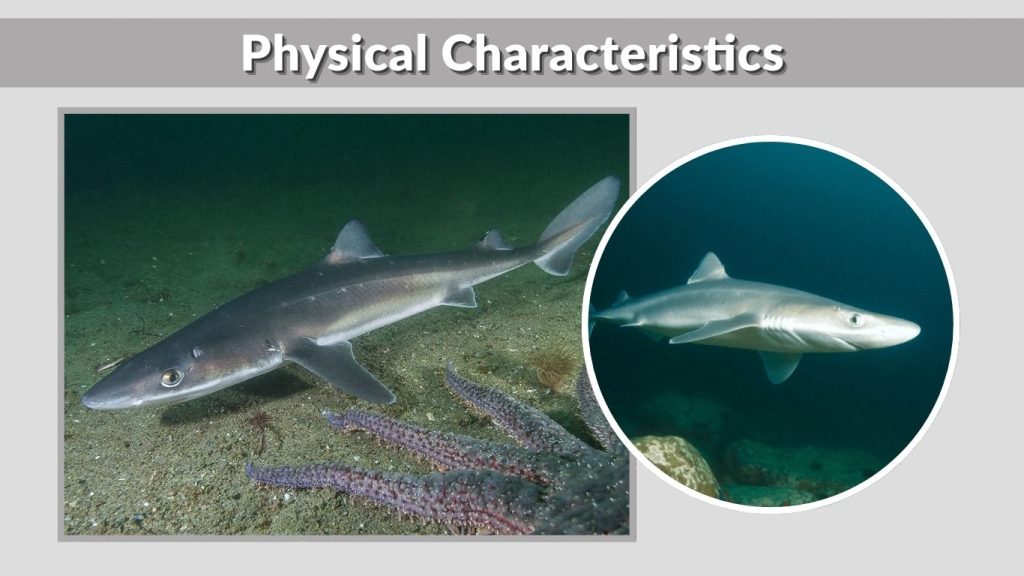 Physical Characteristics