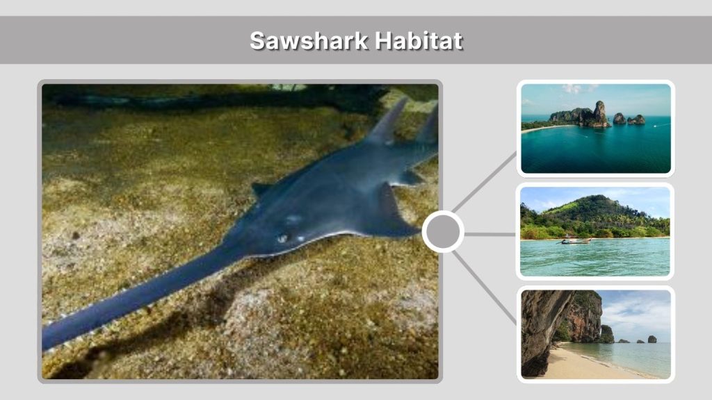 Sawshark Habitat