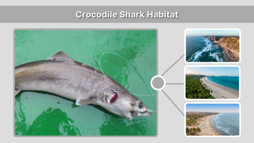 Crocodile Shark Habitat