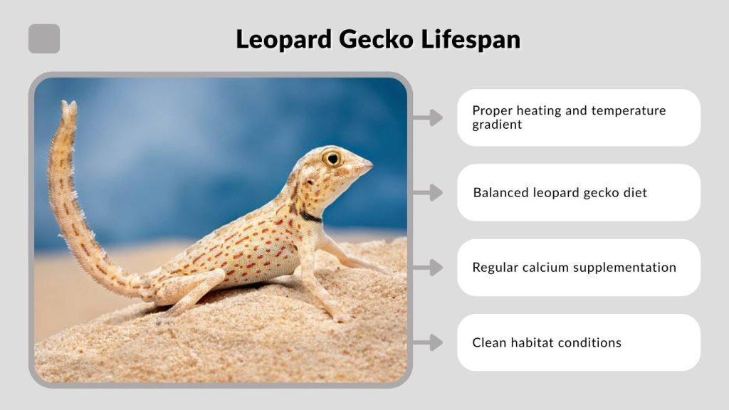 Leopard Gecko Lifespan