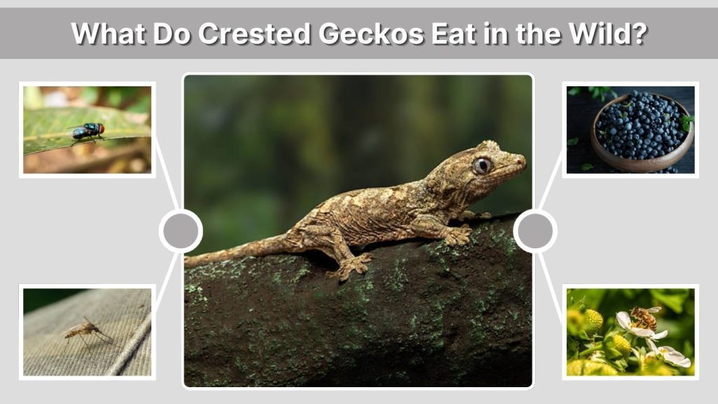 What Do Crested Geckos Eat in the Wild?