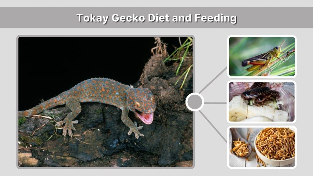 Tokay Gecko Diet and Feeding