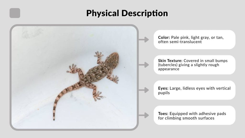 Physical Description