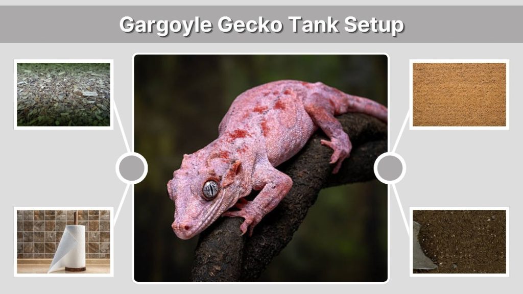 Gargoyle Gecko Tank Setup