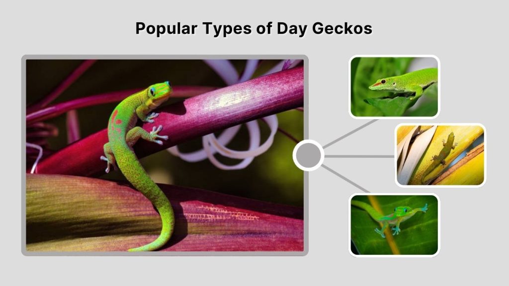 Popular Types of Day Geckos