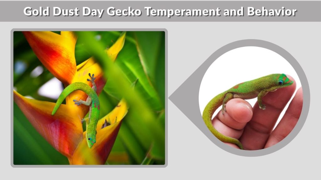 Gold Dust Day Gecko Temperament and Behavior