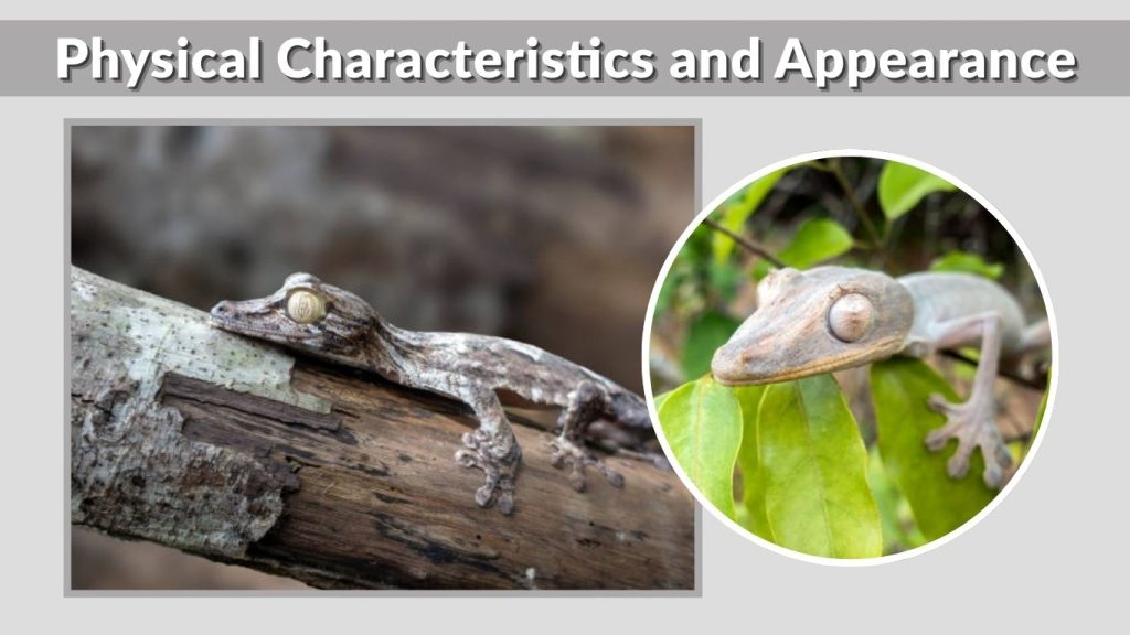 Physical Characteristics and Appearance