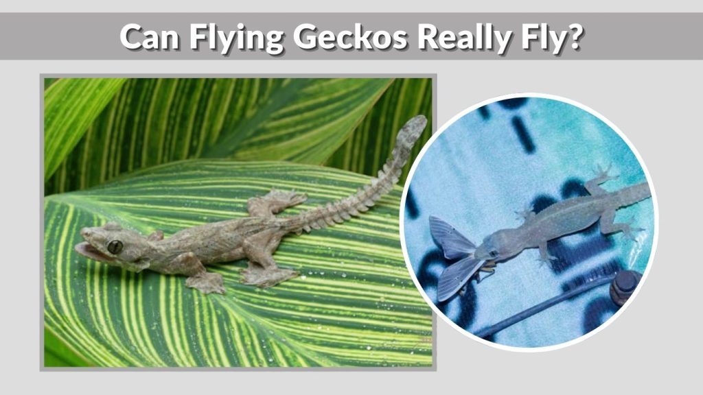 Can Flying Geckos Really Fly?