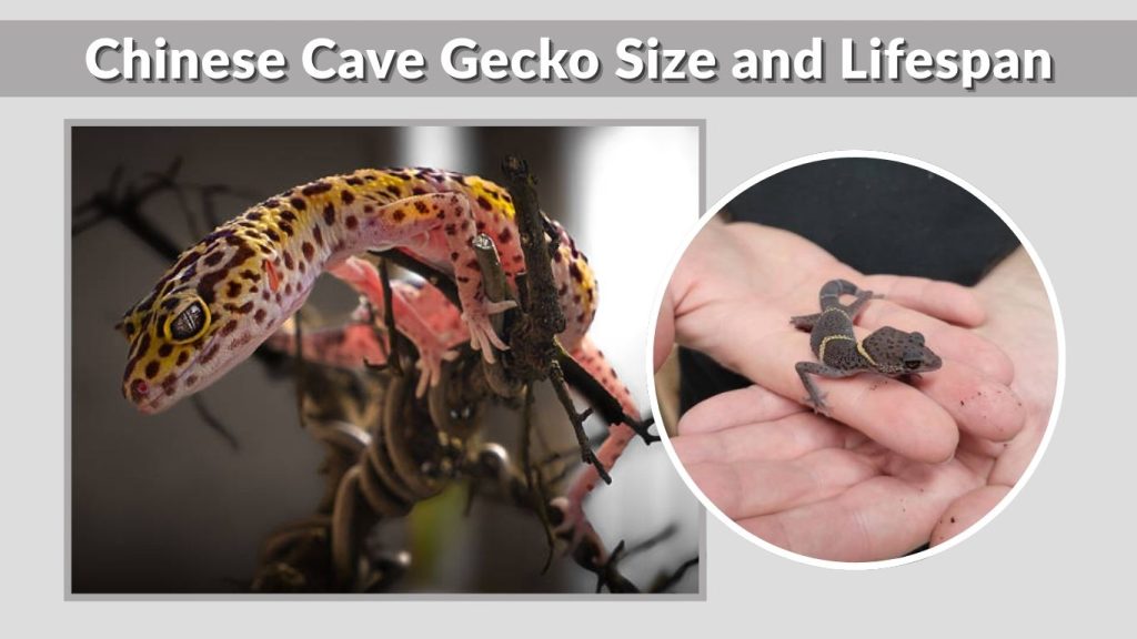 Chinese Cave Gecko Size and Lifespan