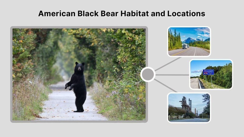 American Black Bear Habitat and Locations