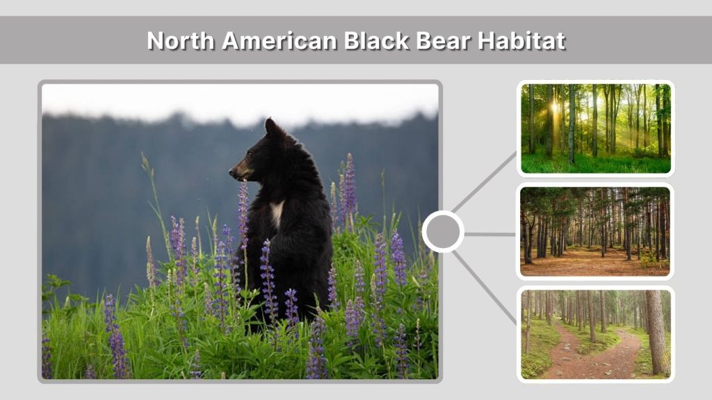 North American Black Bear Habitat