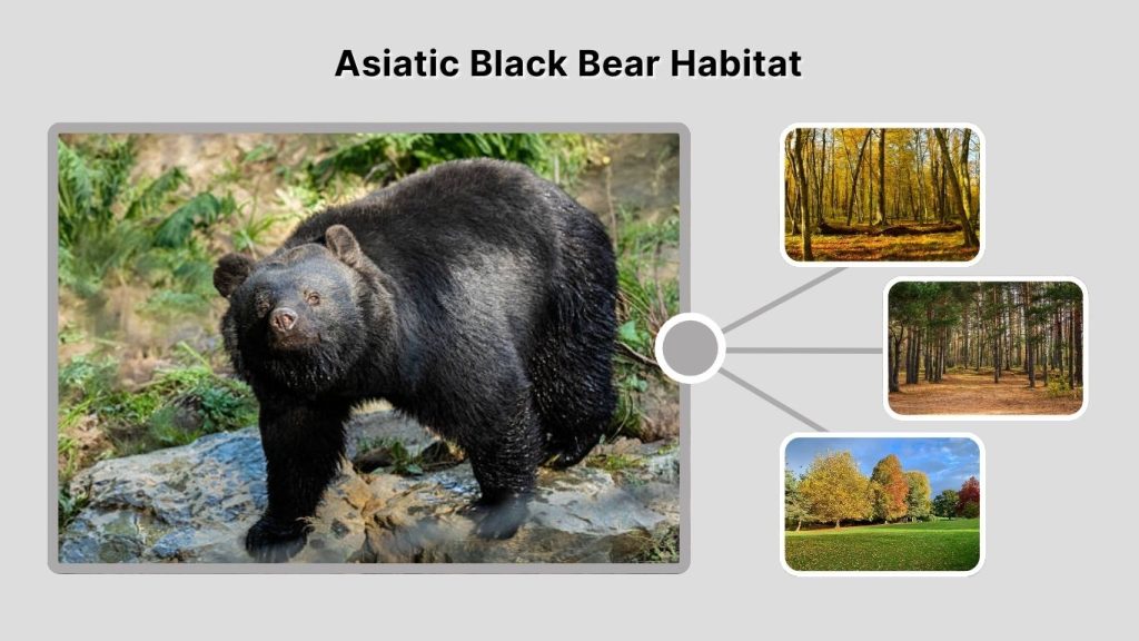 Asiatic Black Bear Habitat