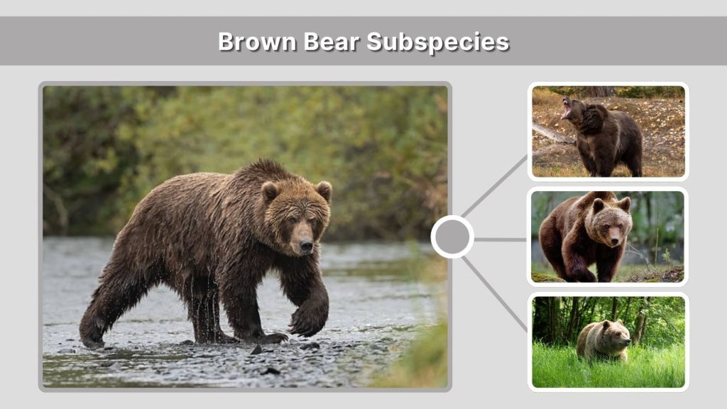 Brown Bear Subspecies