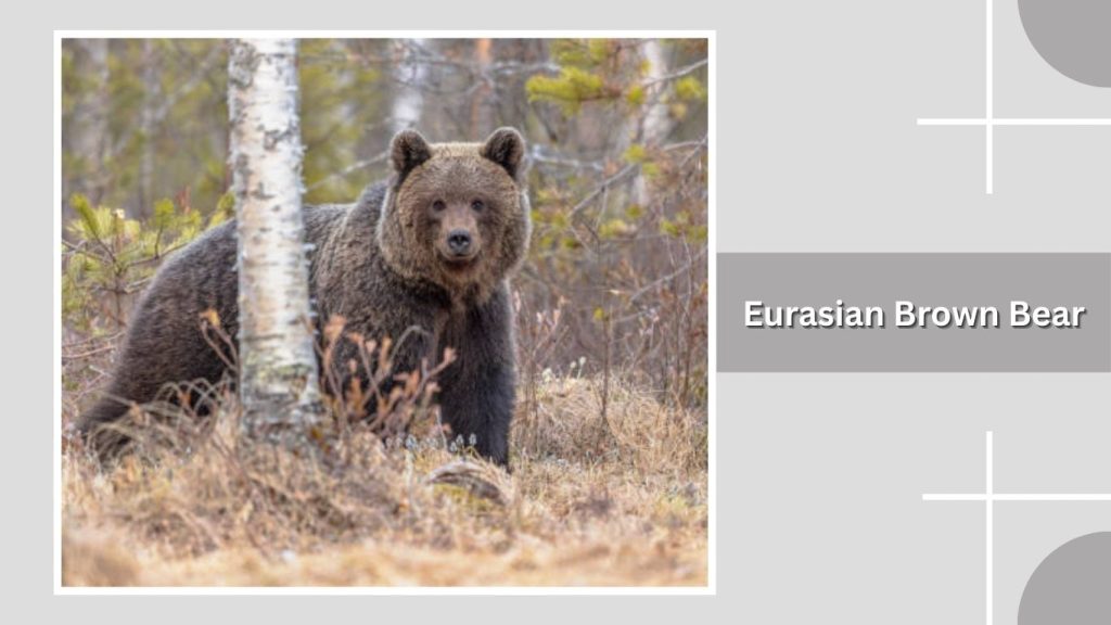 Eurasian Brown Bear