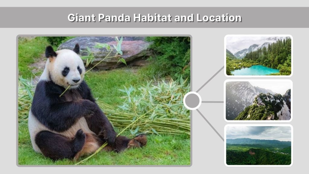 Giant Panda Habitat and Location