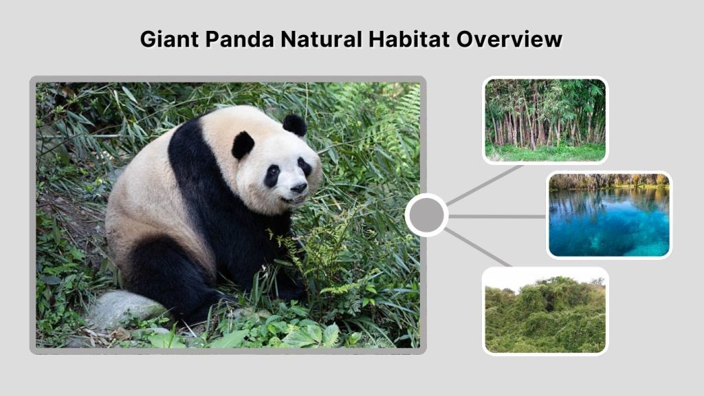 Giant Panda Natural Habitat Overview