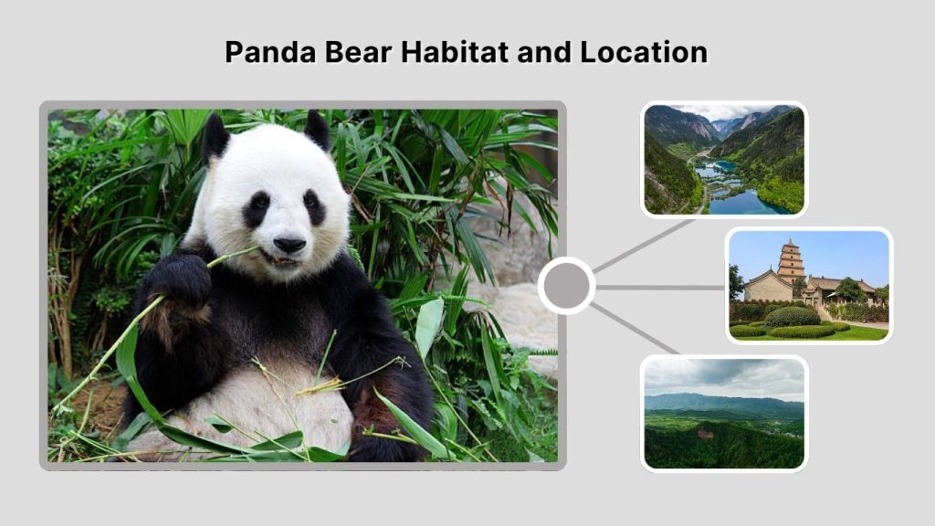 Panda Bear Habitat and Location