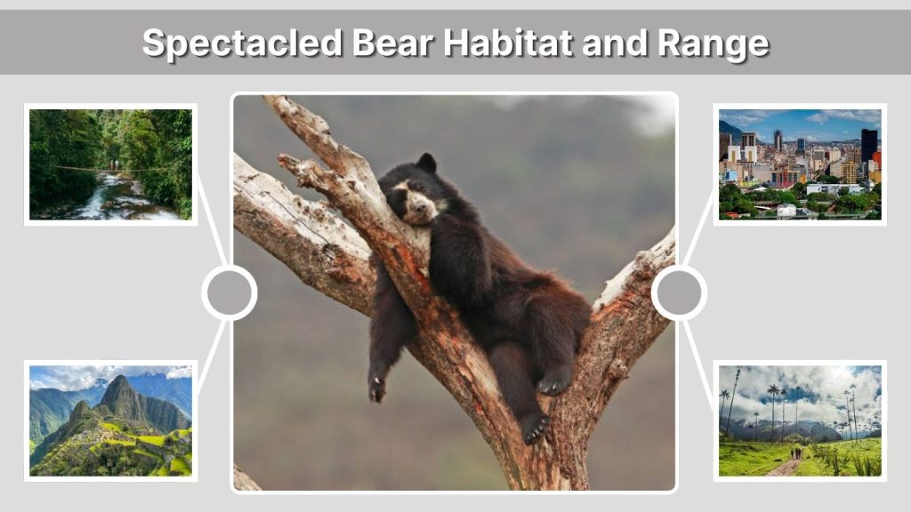 Spectacled Bear Habitat and Range