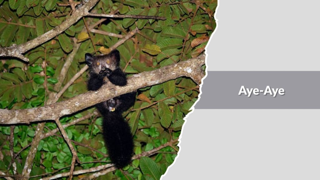 Aye-Aye