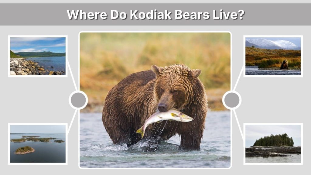 Where Do Kodiak Bears Live?