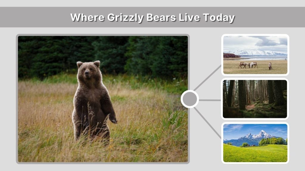Where Grizzly Bears Live Today