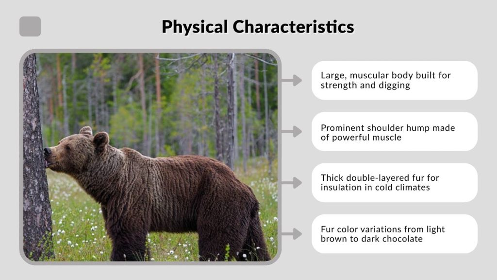 Physical Characteristics