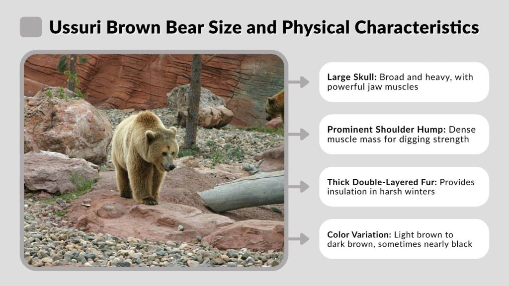 Ussuri Brown Bear Size and Physical Characteristics