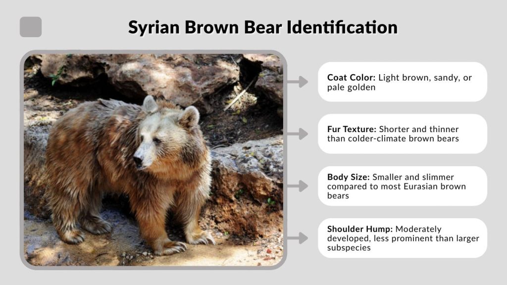 Syrian Brown Bear Identification