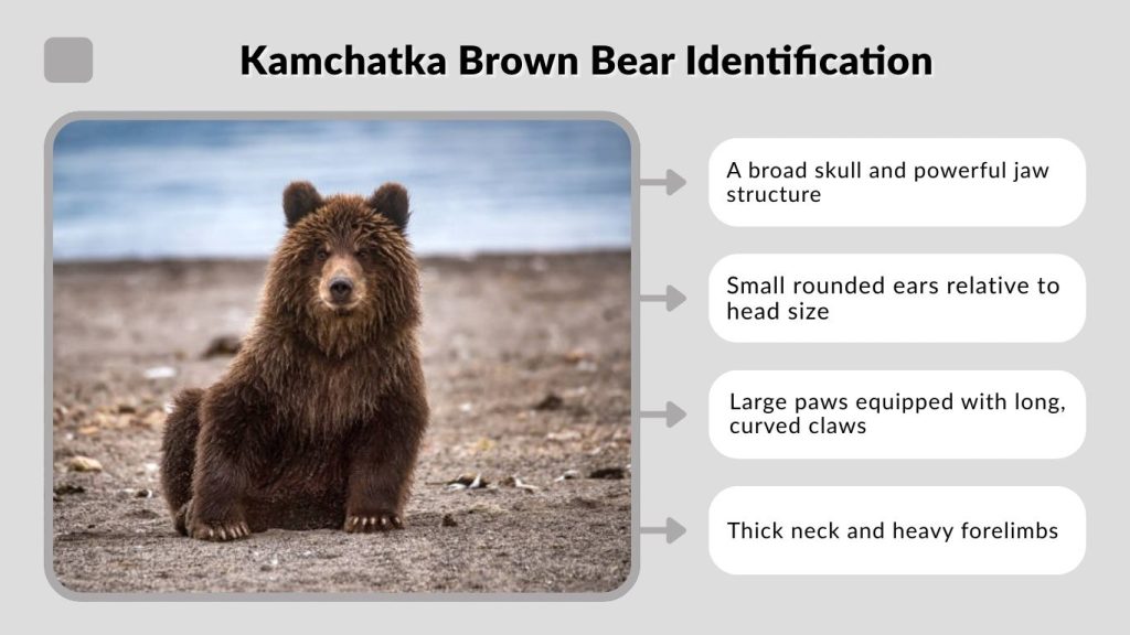 Kamchatka Brown Bear Identification