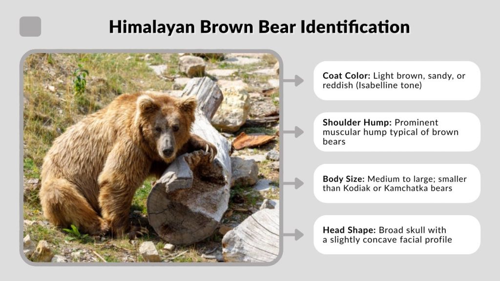 Himalayan Brown Bear Identification