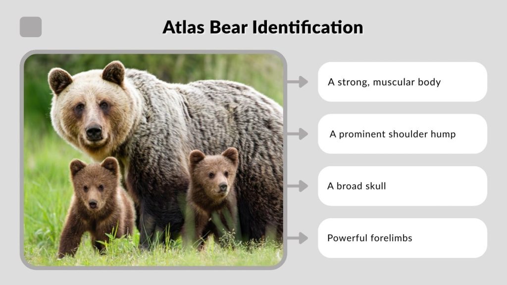 Atlas Bear Identification