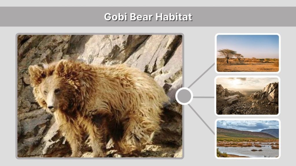 Gobi Bear Habitat