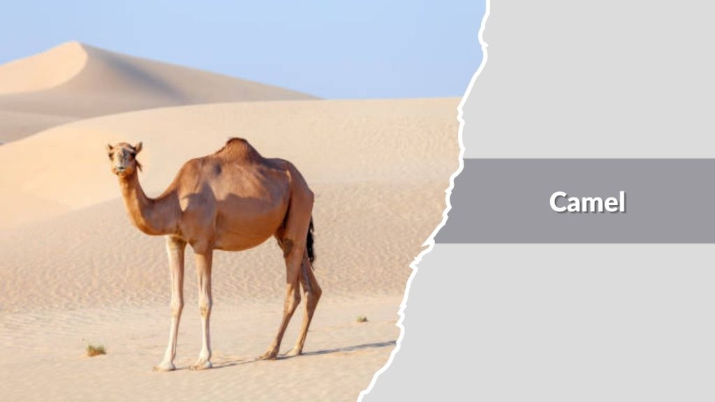 Camel