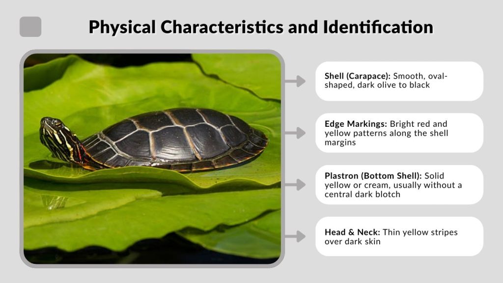 Physical Characteristics and Identification