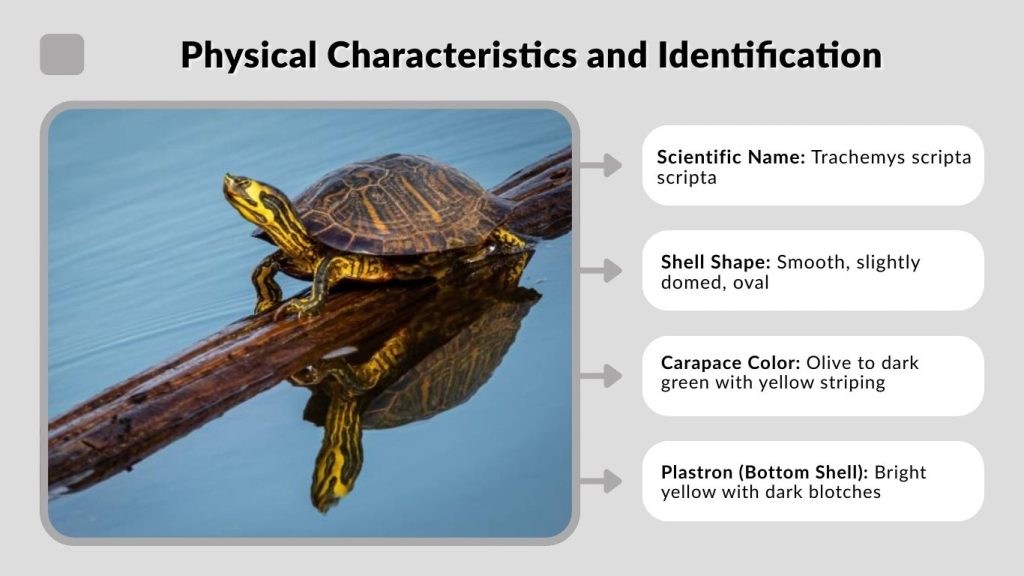 Physical Characteristics and Identification