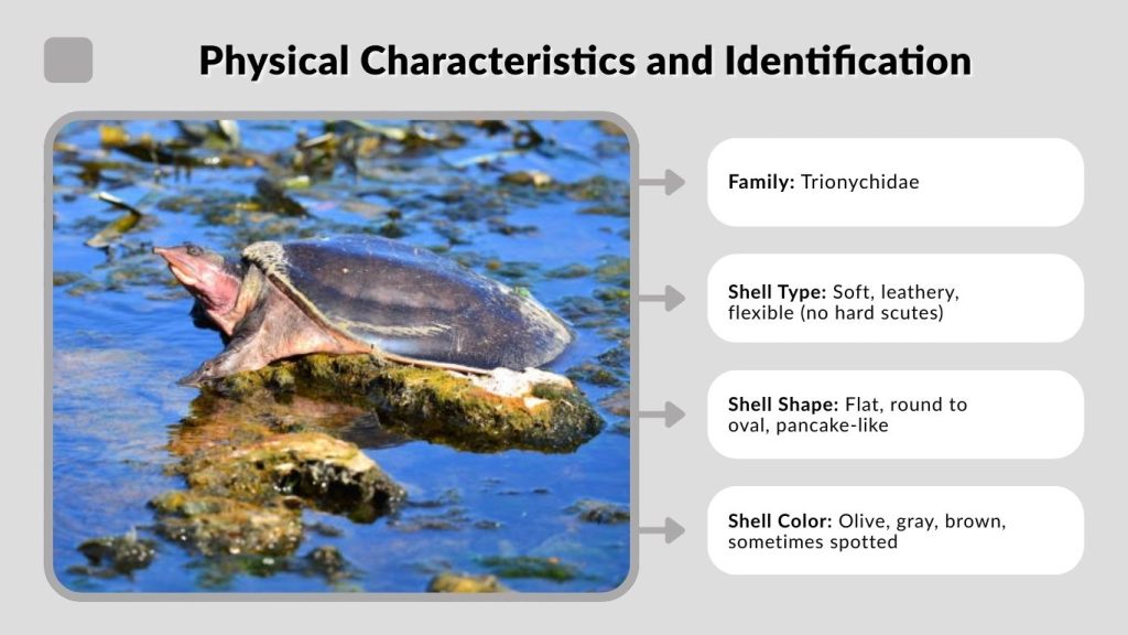 Physical Characteristics and Identification