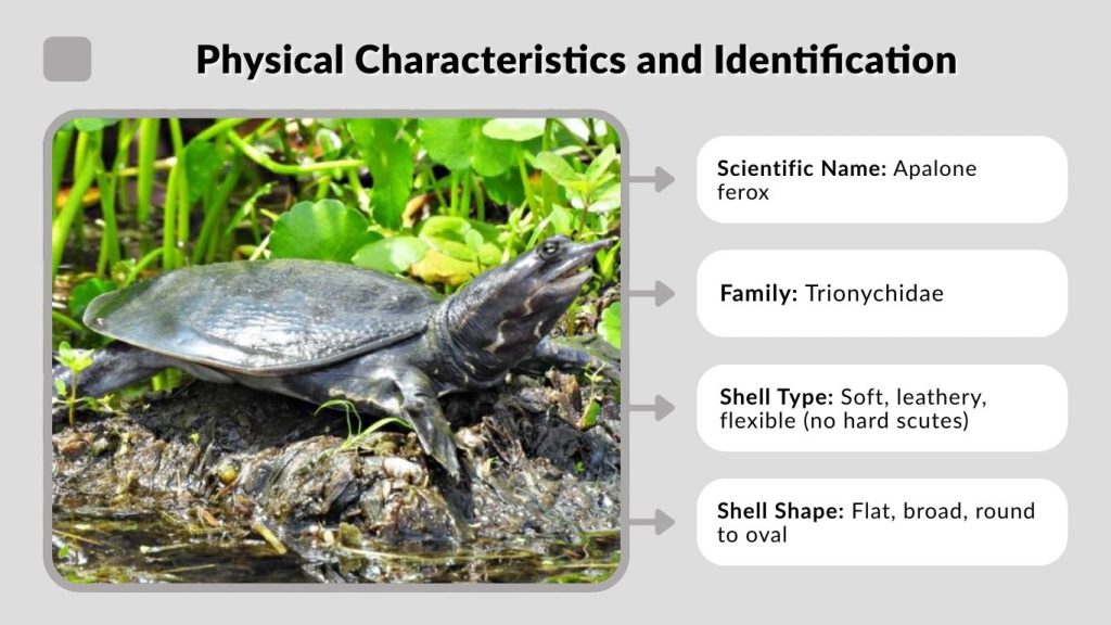 Physical Characteristics and Identification