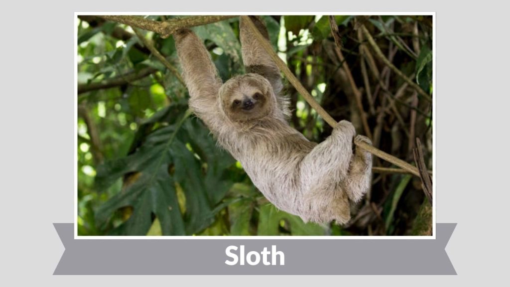 Sloth