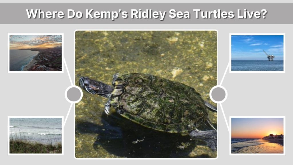 Where Do Kemp’s Ridley Sea Turtles Live?