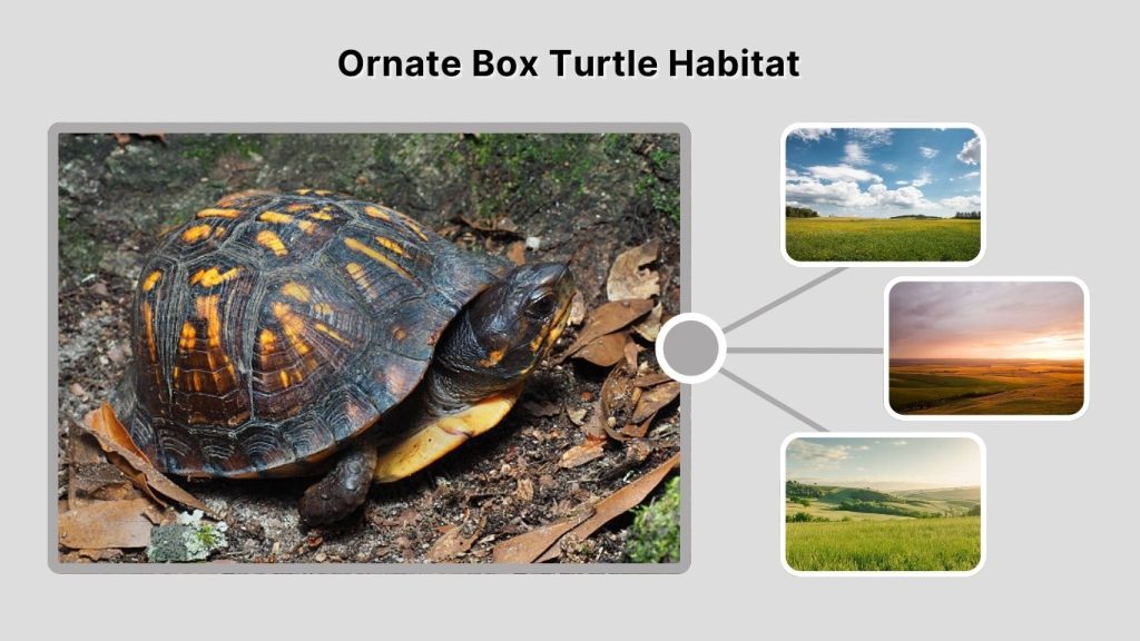 Ornate Box Turtle Habitat